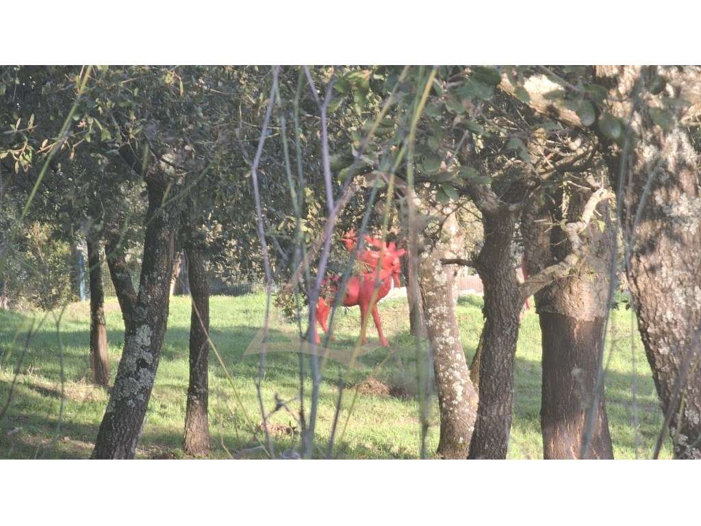 Terreno para Construção / Área Total 2900m2 / Albergaria - Grande imagem: 2/5