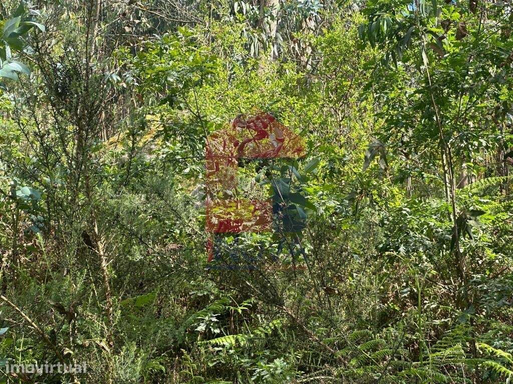 Terreno Florestal, Santiago Carreiras - Grande imagem: 5/25