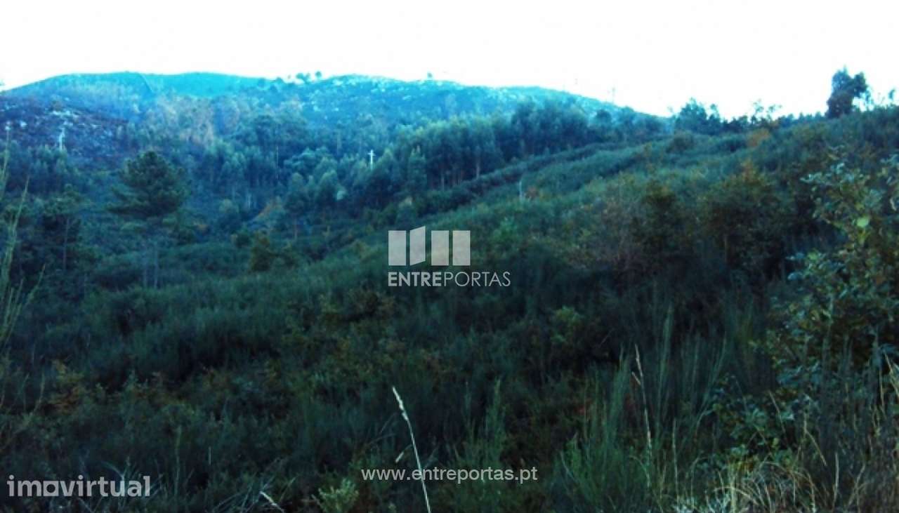 Venda Terreno, Tarouquela, Cinfães - Grande imagem: 4/6