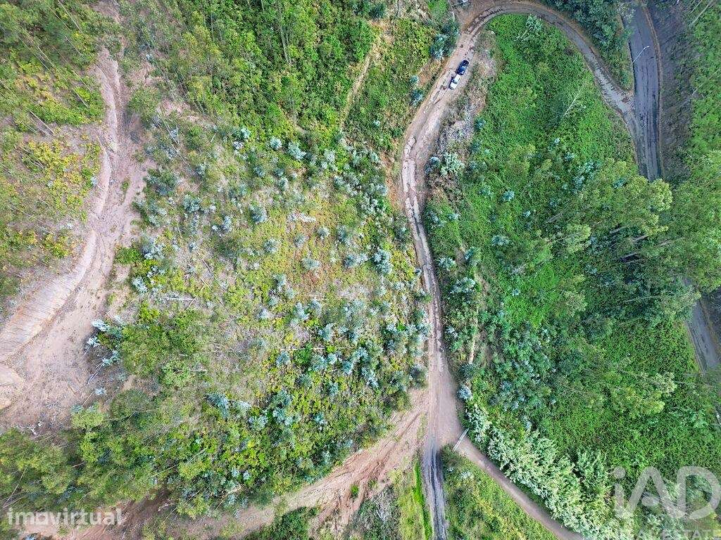Terreno Agrícola em Campanário - Grande imagem: 5/18
