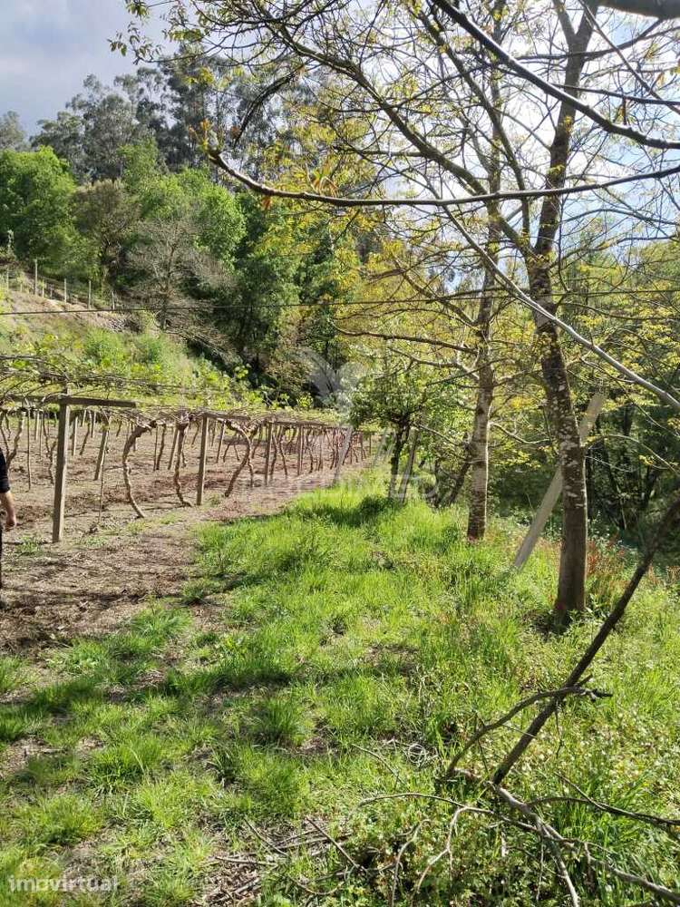 Terreno Rústico destinado ao cultivo de Kiwi - Grande imagem: 5/5