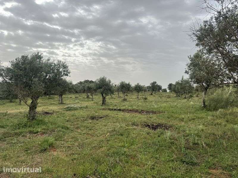 Terreno 36.750m2 Elvas - Grande imagem: 5/7