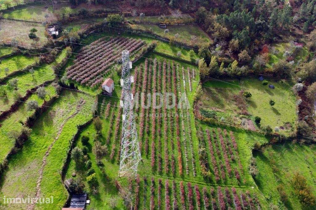 Cultive o seu futuro no coração de Cinfães – Viseu - Grande imagem: 3/21