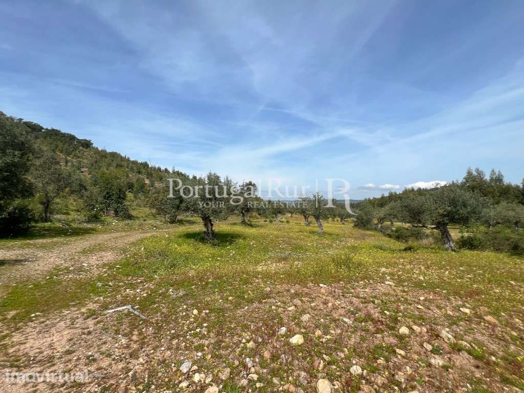 Herdade de 47,7ha com eucaliptal - Grande imagem: 5/32