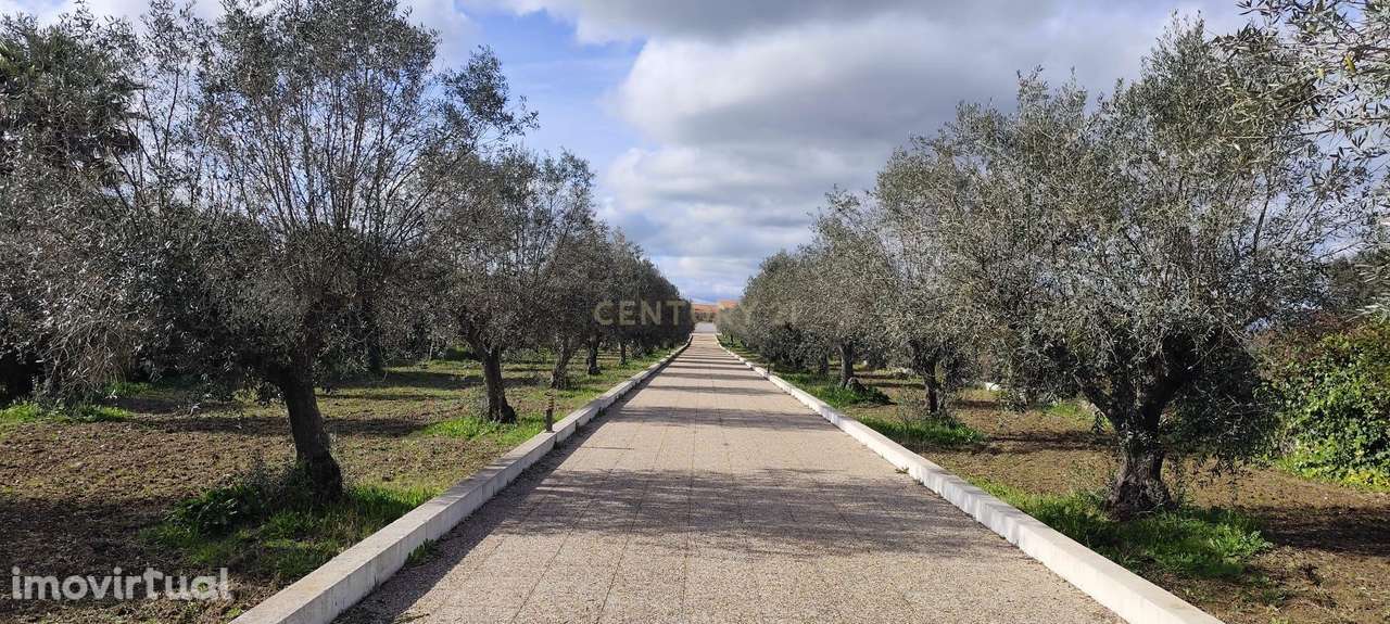 Encantadora Herdade em Avis - Portalegre com Olival e Bons Acessos - Grande imagem: 2/54