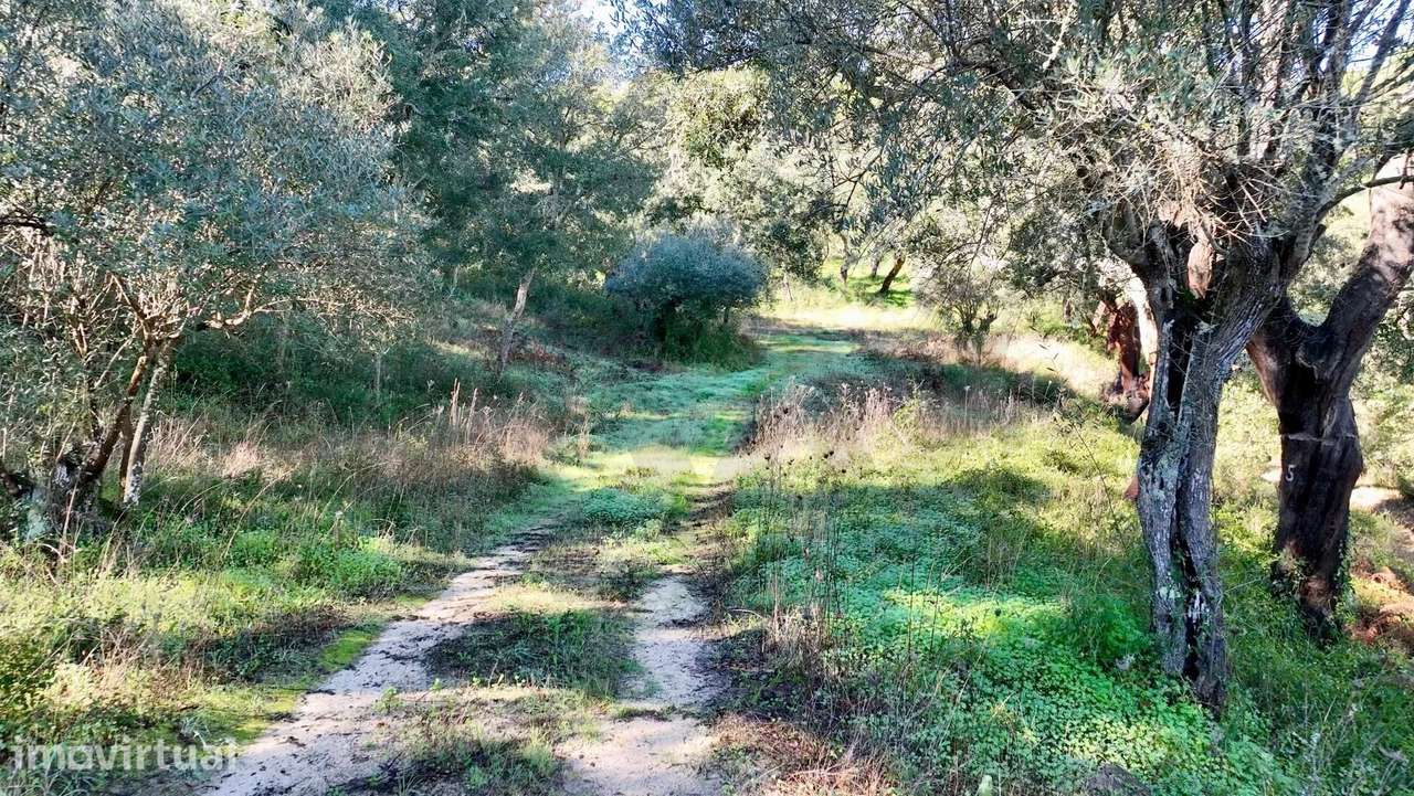 Monte Alto do Zambujal — Melides 2,675 hectares com direito de constru - Grande imagem: 5/21