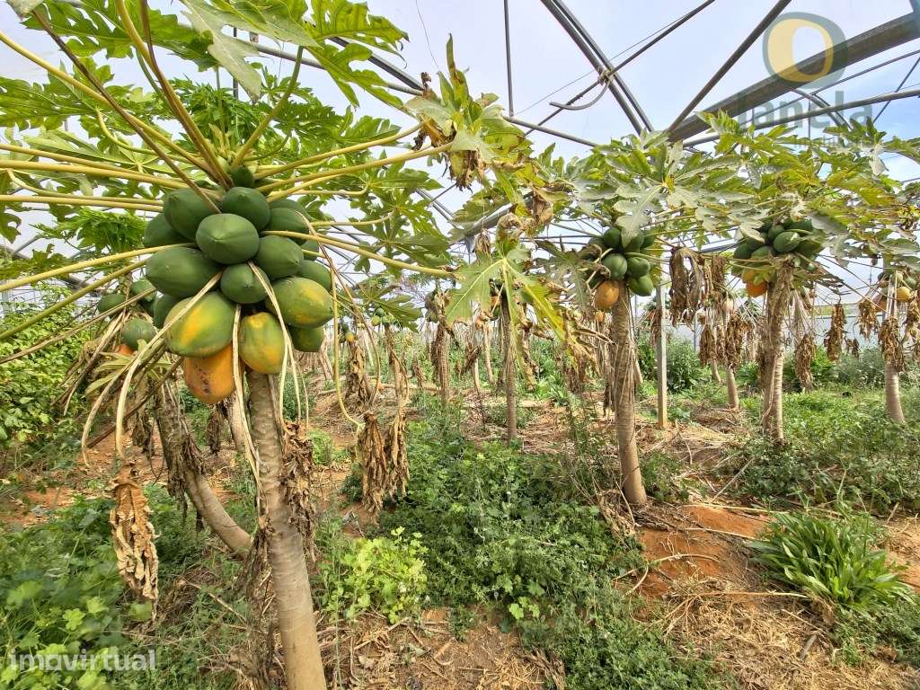 Quinta com uma área total de 3,95 ha, duas habitações com 300 m2, c... - Grande imagem: 2/30