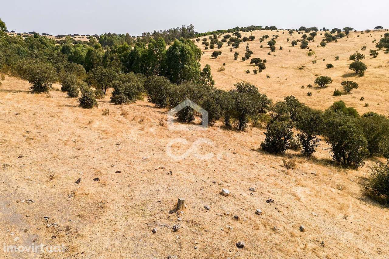 Terreno Rústico de 1,9 ha para Exploração Agrícola | Reguengos de Mons - Grande imagem: 3/13