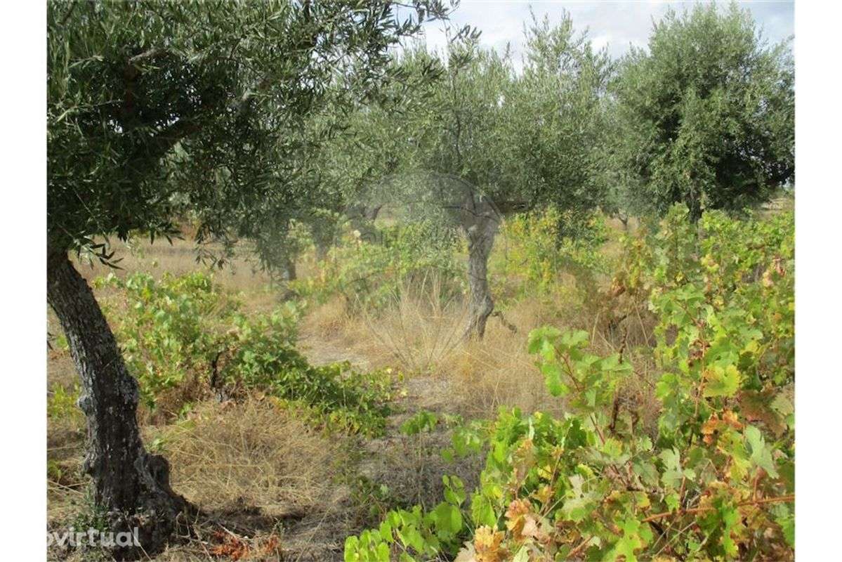 Quinta T0 para venda - Grande imagem: 2/31