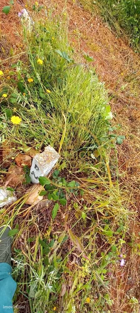 Terreno Rústico com Alfarrobeiras e Amendoeiras - 4860 m² de Natureza - Grande imagem: 3/8