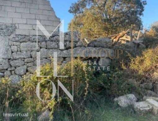 Olival Exclusivo na Velosa – Natureza, Privacidade e Potencial Único - Grande imagem: 2/11
