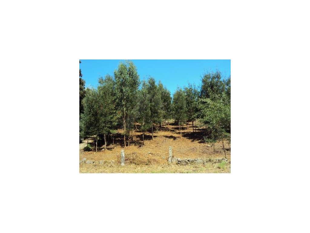 Terreno de construção em Paredes de Coura - Grande imagem: 2/6