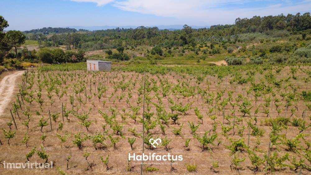 Oportunidade Única: Quinta Excepcional com Vinha de Castas Selecionada - Grande imagem: 2/10