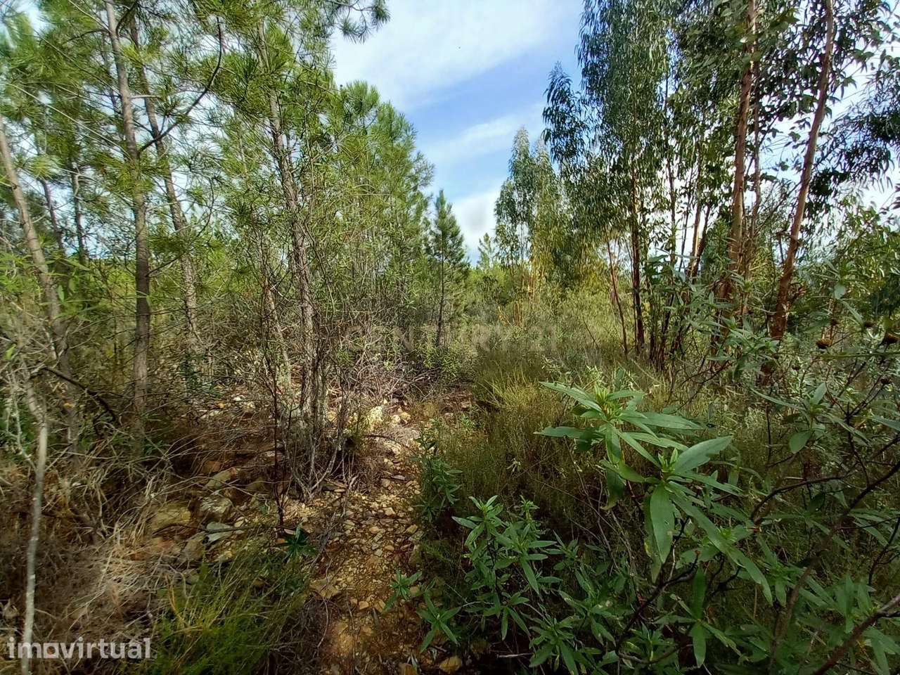 Terreno com 1,3 ha Vale da Pereira-Santo André das Tojeiras - Grande imagem: 4/9