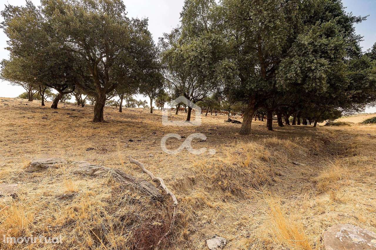 Terreno Rústico de 3,825 ha c/ Sobral | Reguengos de Monsaraz, Évora - Grande imagem: 3/23