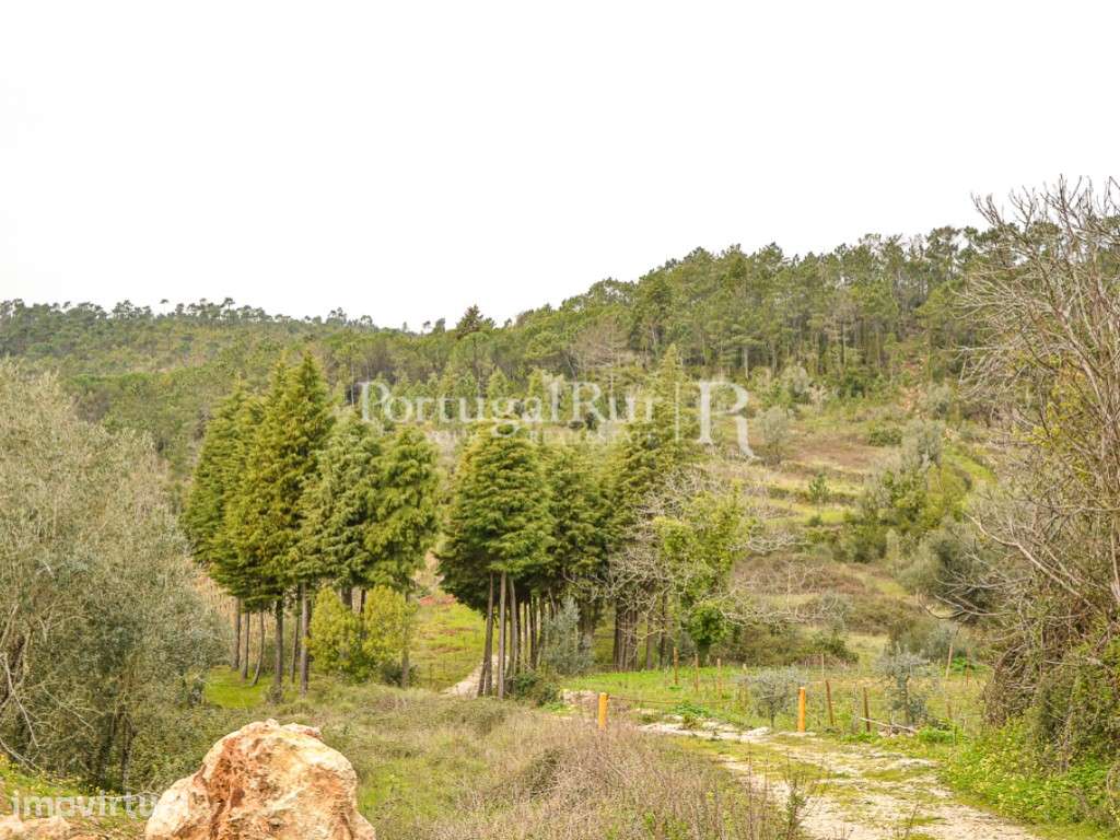 Terreno de 16.000m2 para quintinha rural - Grande imagem: 2/12
