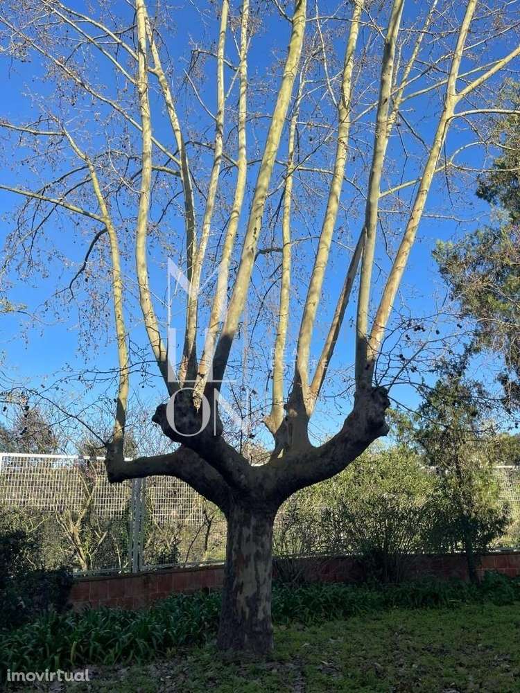 Quinta da Malvasia - Grande imagem: 3/50