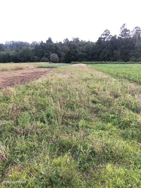 Terreno de 1.000m2 Trogal, Sao pedro D’Arcos, Ponte de Lima - Grande imagem: 3/7