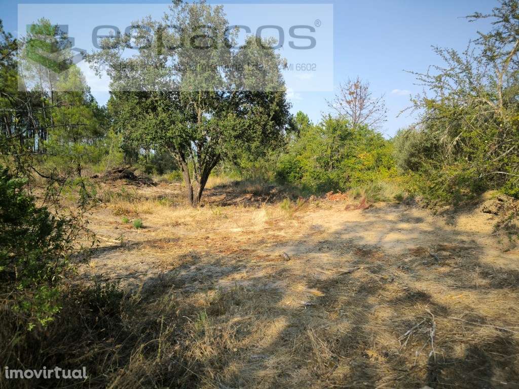 Encosta da Várzea - S. Domingos - Grande imagem: 2/8