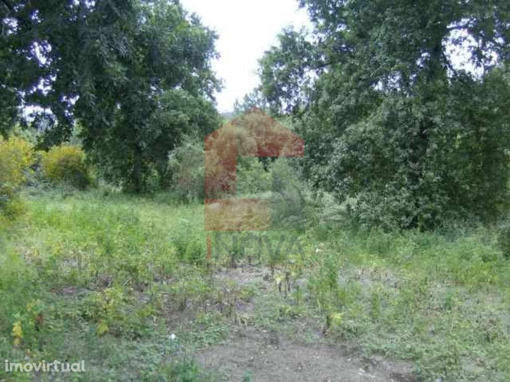 Terreno agrícola, Coucieiro - Grande imagem: 2/5