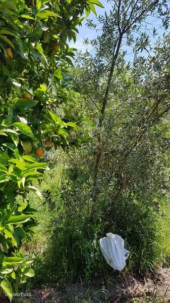 vende-se imóvel/terreno - Grande imagem: 4/11