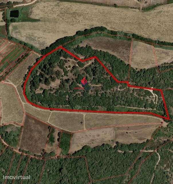Terreno Rústico com 3,59 Hectares em Santarém – Natureza,... - Grande imagem: 2/11