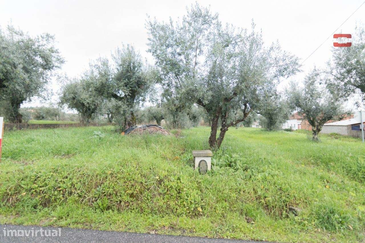 Terreno de semeadura e pousio com 16 oliveiras - Grande imagem: 2/5
