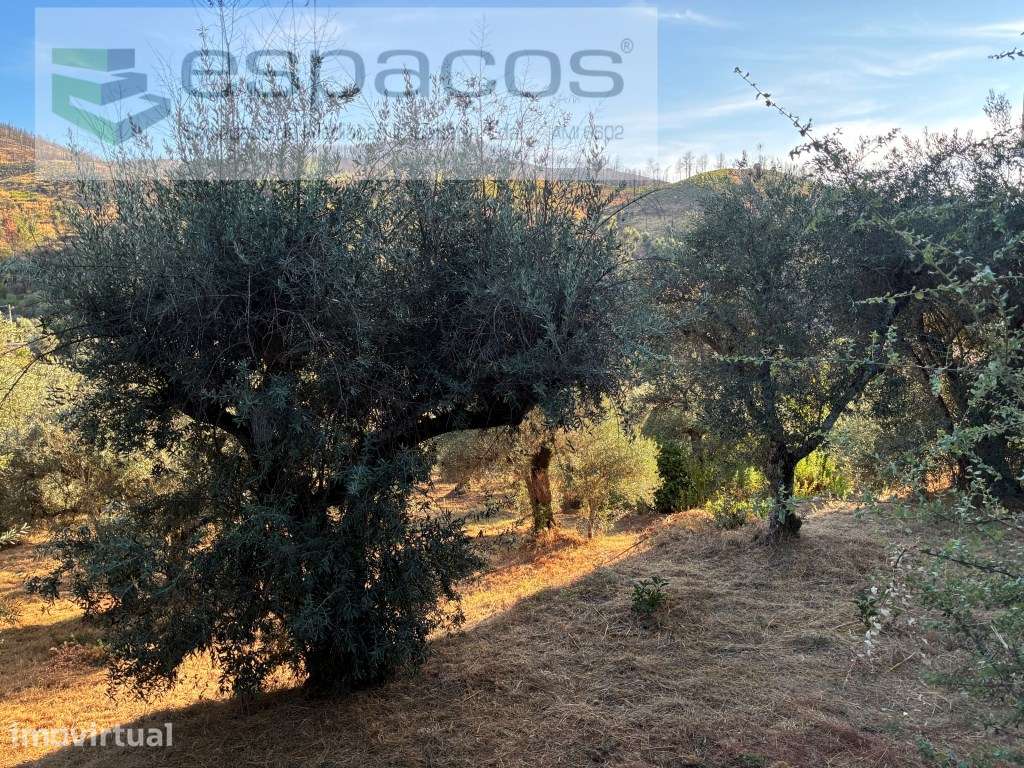 Terreno em Lavacolhos - Grande imagem: 4/20