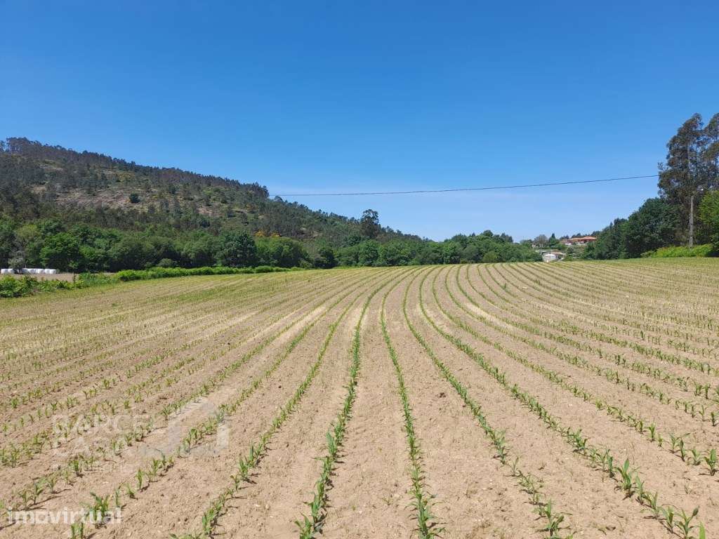 Terreno junto ao Rio Neiva em Panque - Barcelos - Grande imagem: 4/20