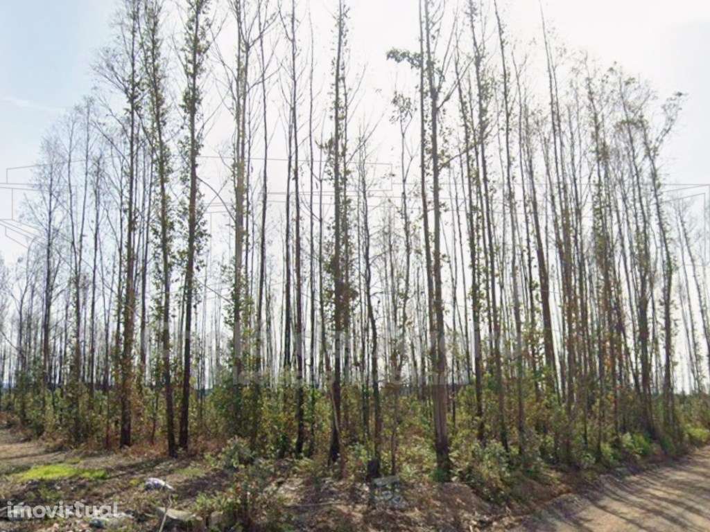 Terreno com 7.338 m² na Zona Industrial de Albergaria a Velha - Grande imagem: 3/7