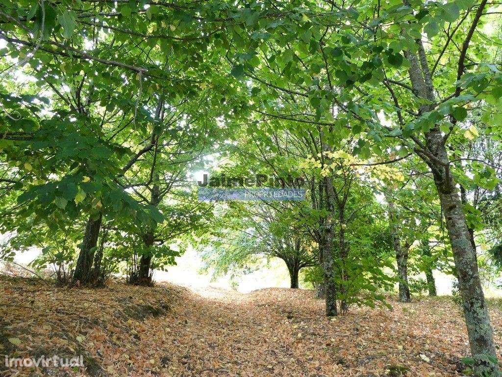 34.000m2 de terreno (Quinta) e 2 Ruínas a 8 minutos do Rio Douro. P... - Grande imagem: 2/9