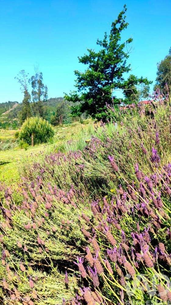 Quinta T5 em Ferreirós do Dão de 197 m2 - Grande imagem: 5/32