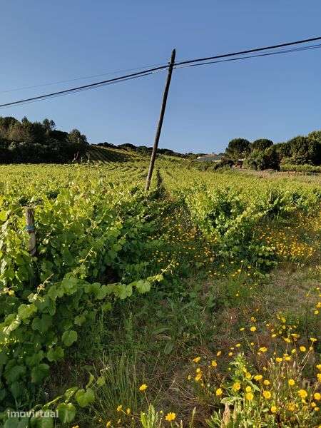 Vende se vinha uva de vinho tinto - Grande imagem: 3/8