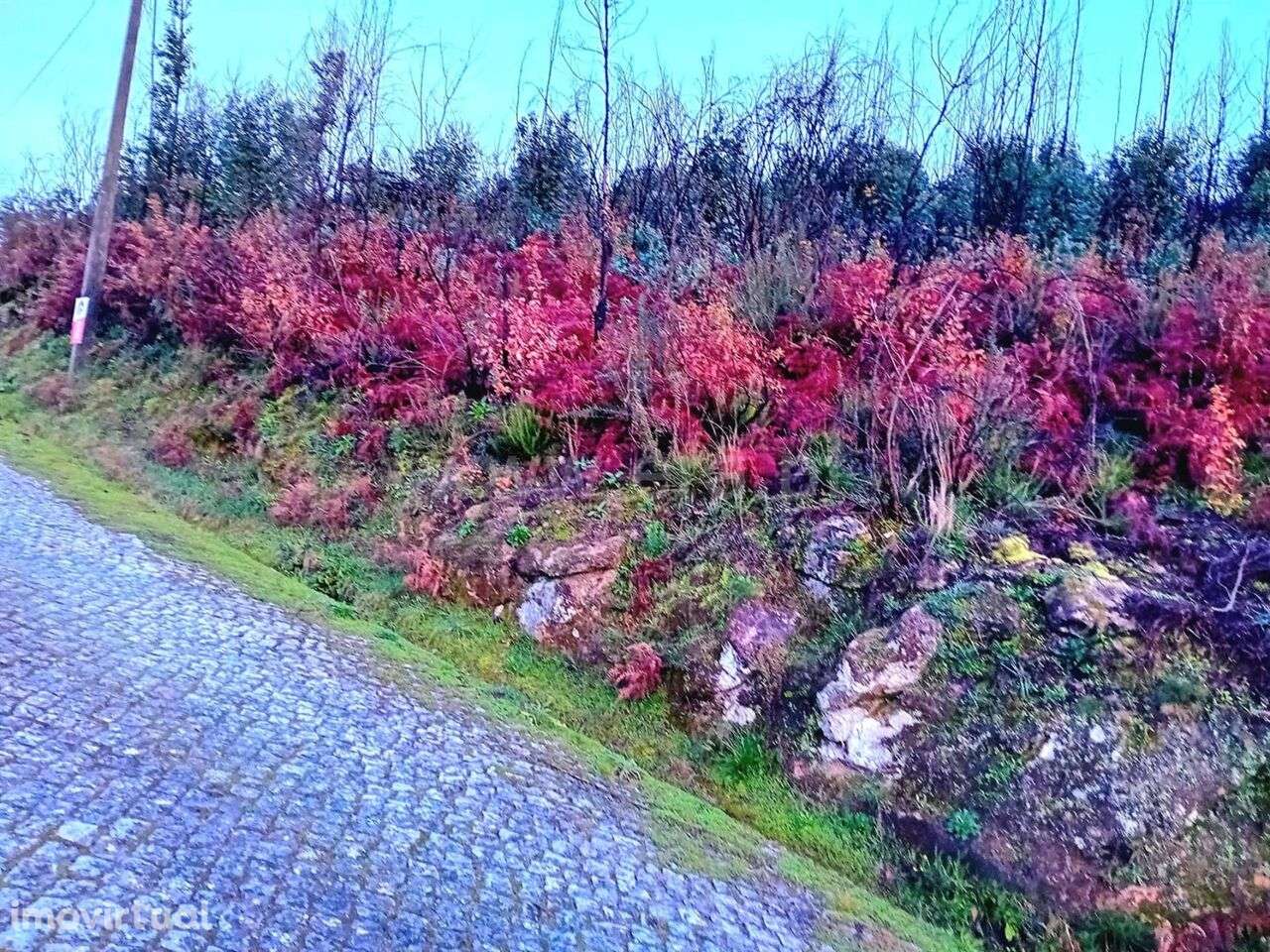 Terreno Rústico / Baião, Baião (Santa Leocádia) e Mesquinhata - Grande imagem: 4/6