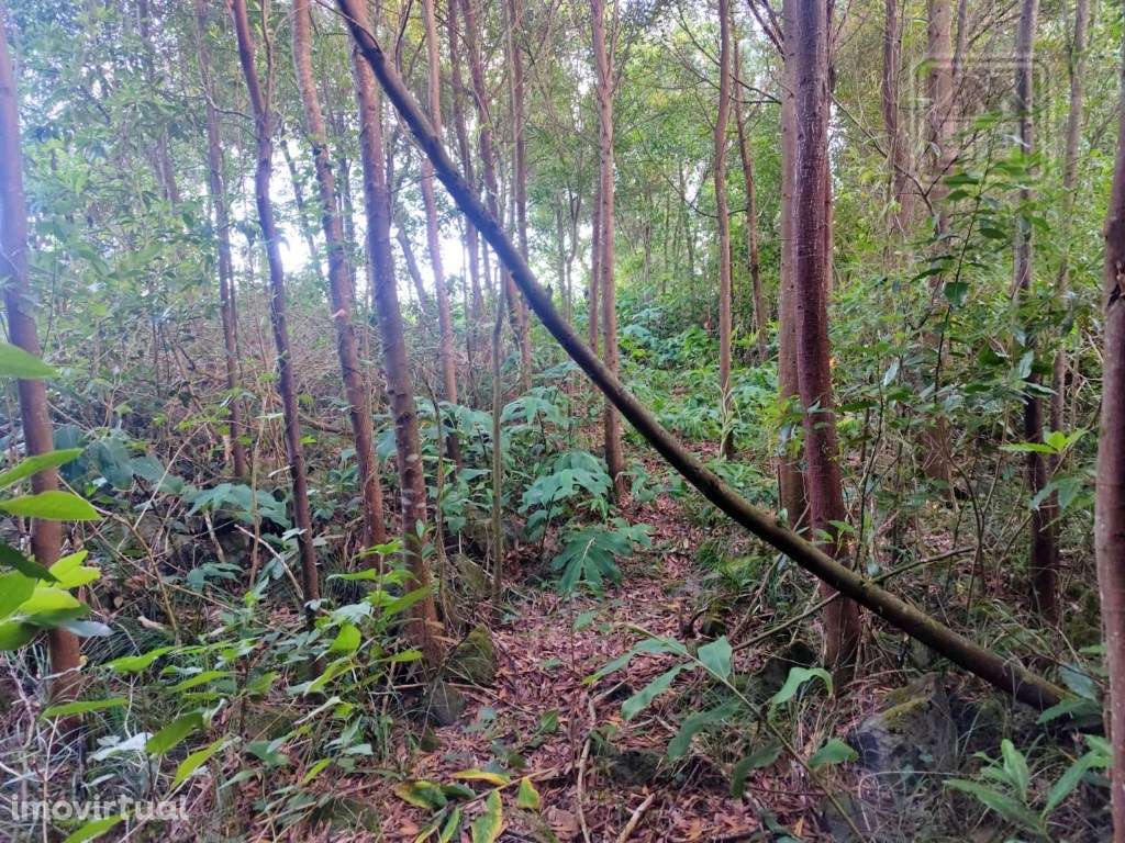 TERRENO para VENDA - São Vicente Ferreira, Ponta Delgada, Ilha de S... - Grande imagem: 5/30