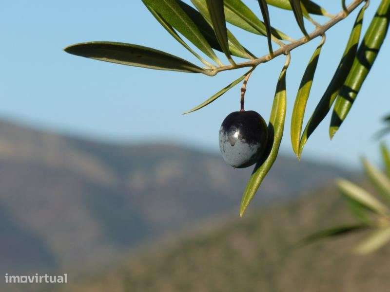 Lagar de Azeite participação, Pinhel, Guarda, Portugal. - Grande imagem: 2/6