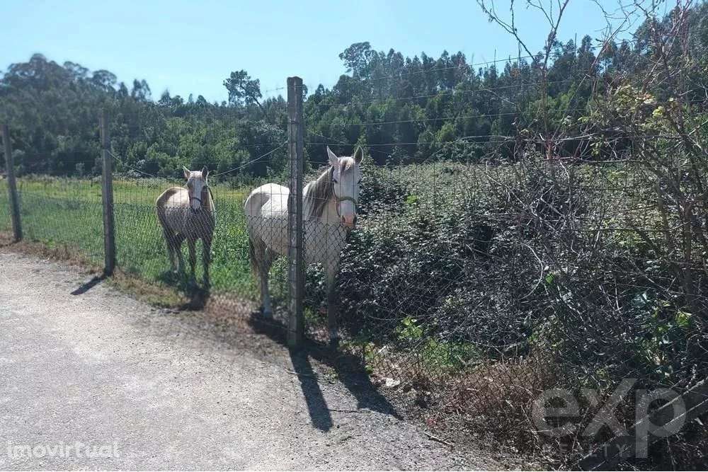 Terreno Rústico em Anta - Grande imagem: 4/5