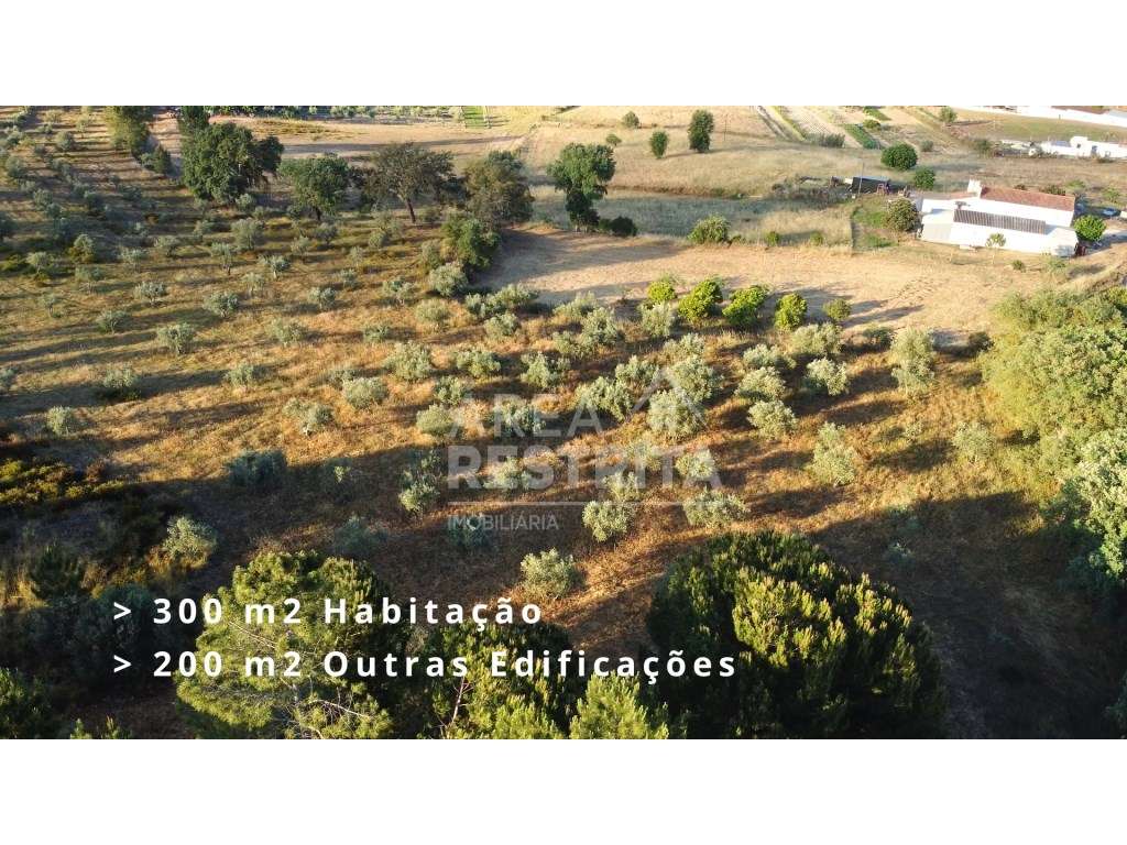 Terreno 5000 m2 -Canha com viabilidade de construção 500 m2 - Grande imagem: 3/8