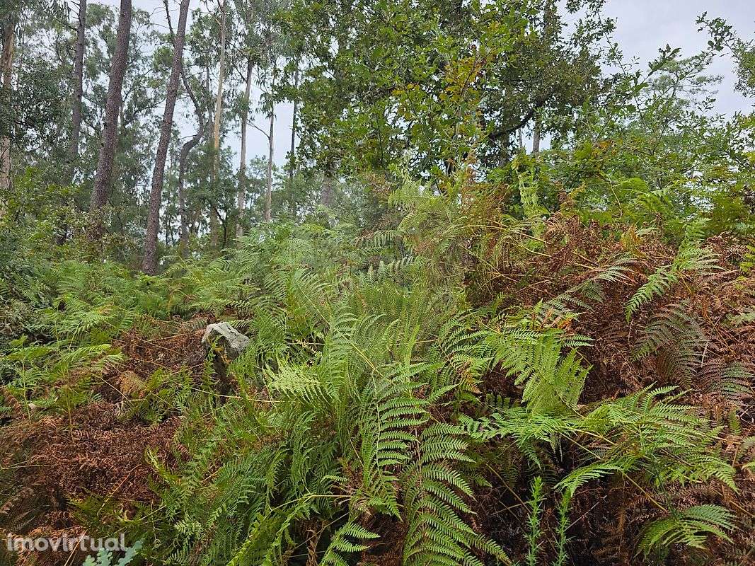 Terreno  para venda - Grande imagem: 4/4