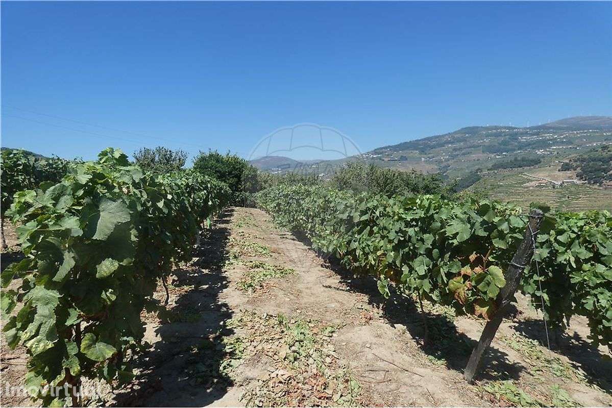 Terreno com vistas Douro - Grande imagem: 3/9
