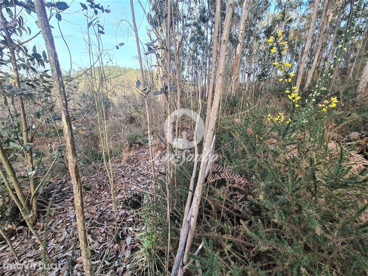 Bouça c/ 8.000m2 em Tougues, Vila do conde - Grande imagem: 5/7