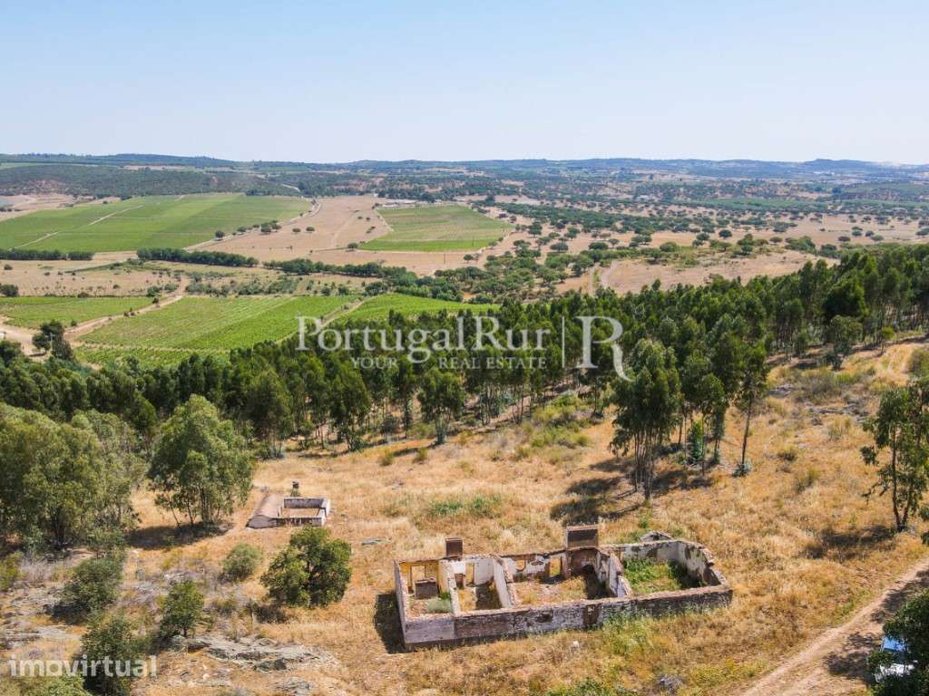 Herdade com eucaliptal em crescimento na zona de Estremoz - Grande imagem: 2/39