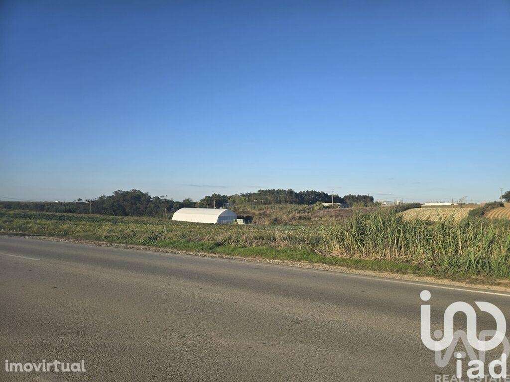 Terreno Agrícola em Atouguia da Baleia - Grande imagem: 2/8