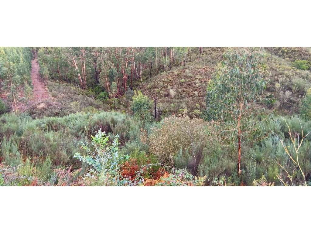 Terreno Rústico - 1.800 m² - Horta da Costa, Amêndoa, Mação - Grande imagem: 2/5