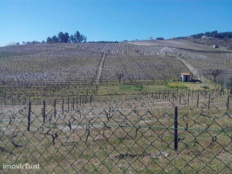 Quinta no Douro com terrenos e casa - Grande imagem: 3/10
