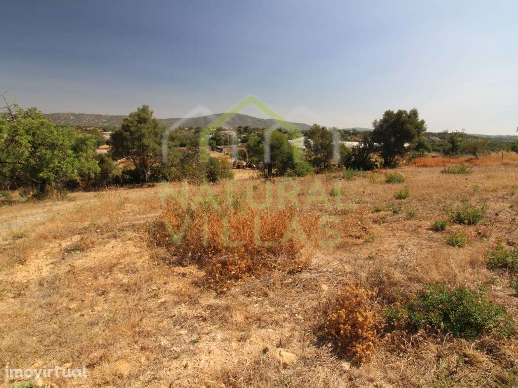 Terreno Rústico Plano em Pechão | Arrendamento - Grande imagem: 5/5