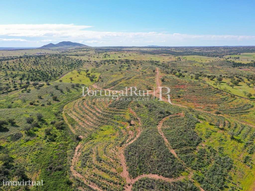 Herdades de Caça com 1300 Hectares, junto do rio Guadiana - Grande imagem: 4/60