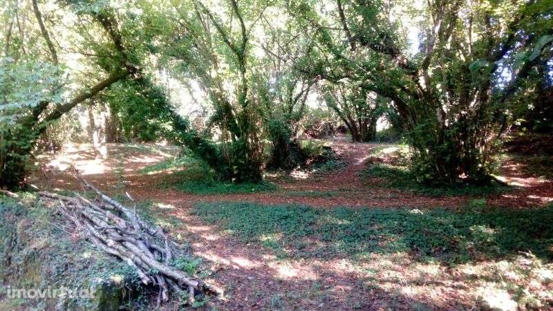 Quinta da Póvoa da Medronhosa, Repeses e São Salvador, Viseu - Grande imagem: 3/11