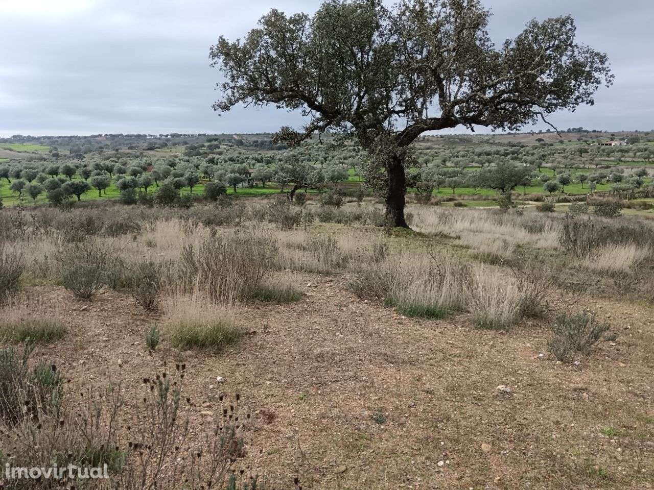 Terreno Rústico - Grande imagem: 3/7