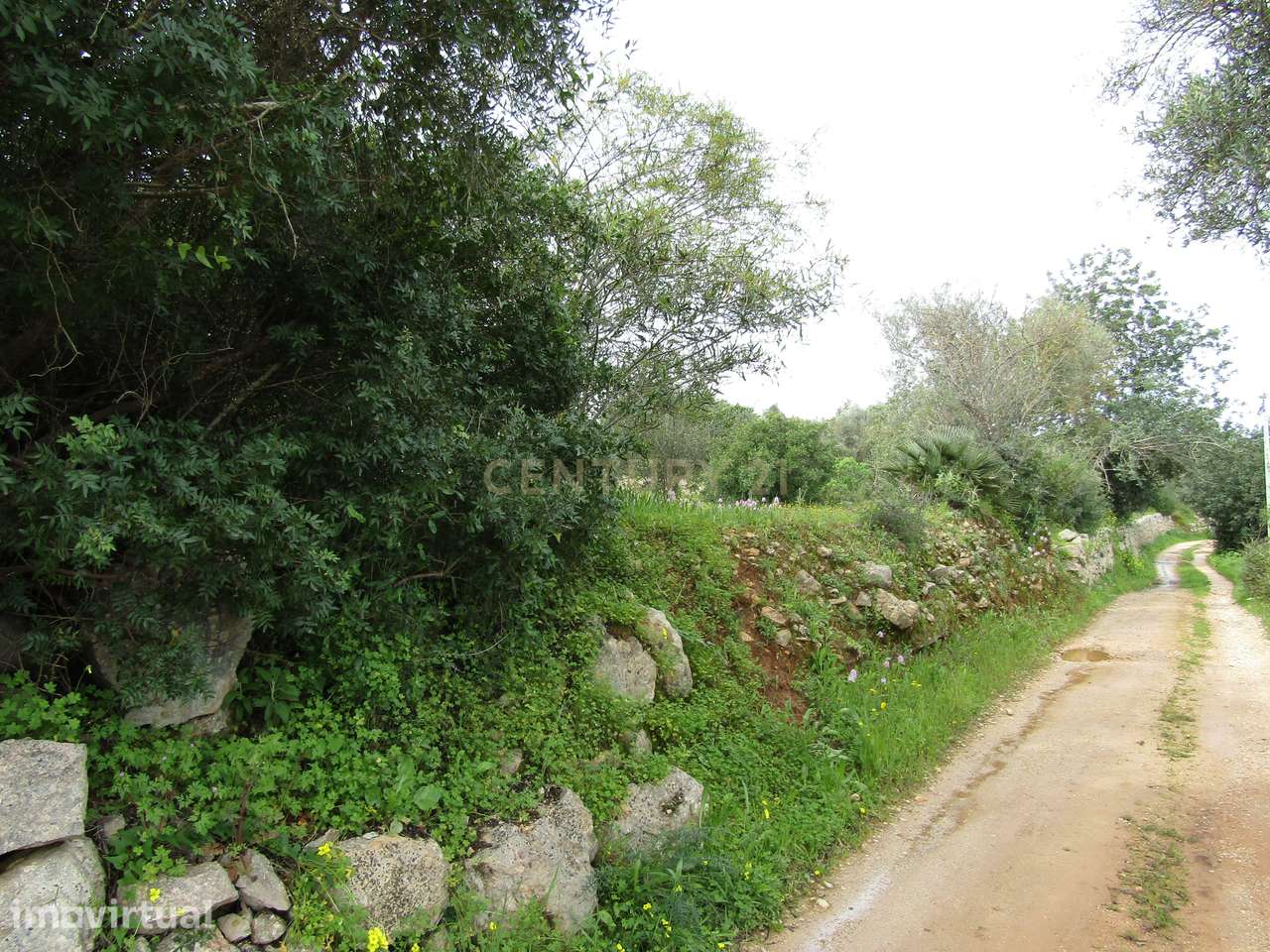 Terreno Rustico em Paderne - Grande imagem: 3/12